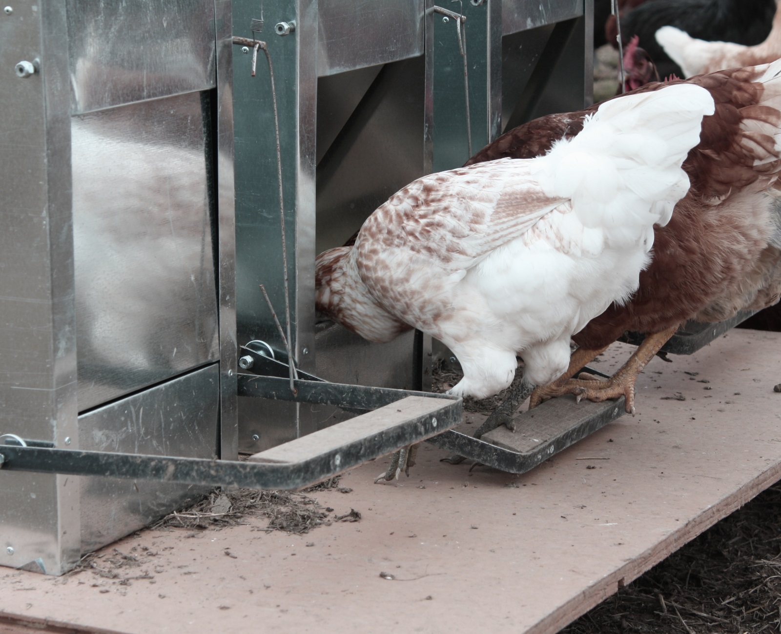 A Beginner’s Guide To Take Care Of Chickens I  Candy